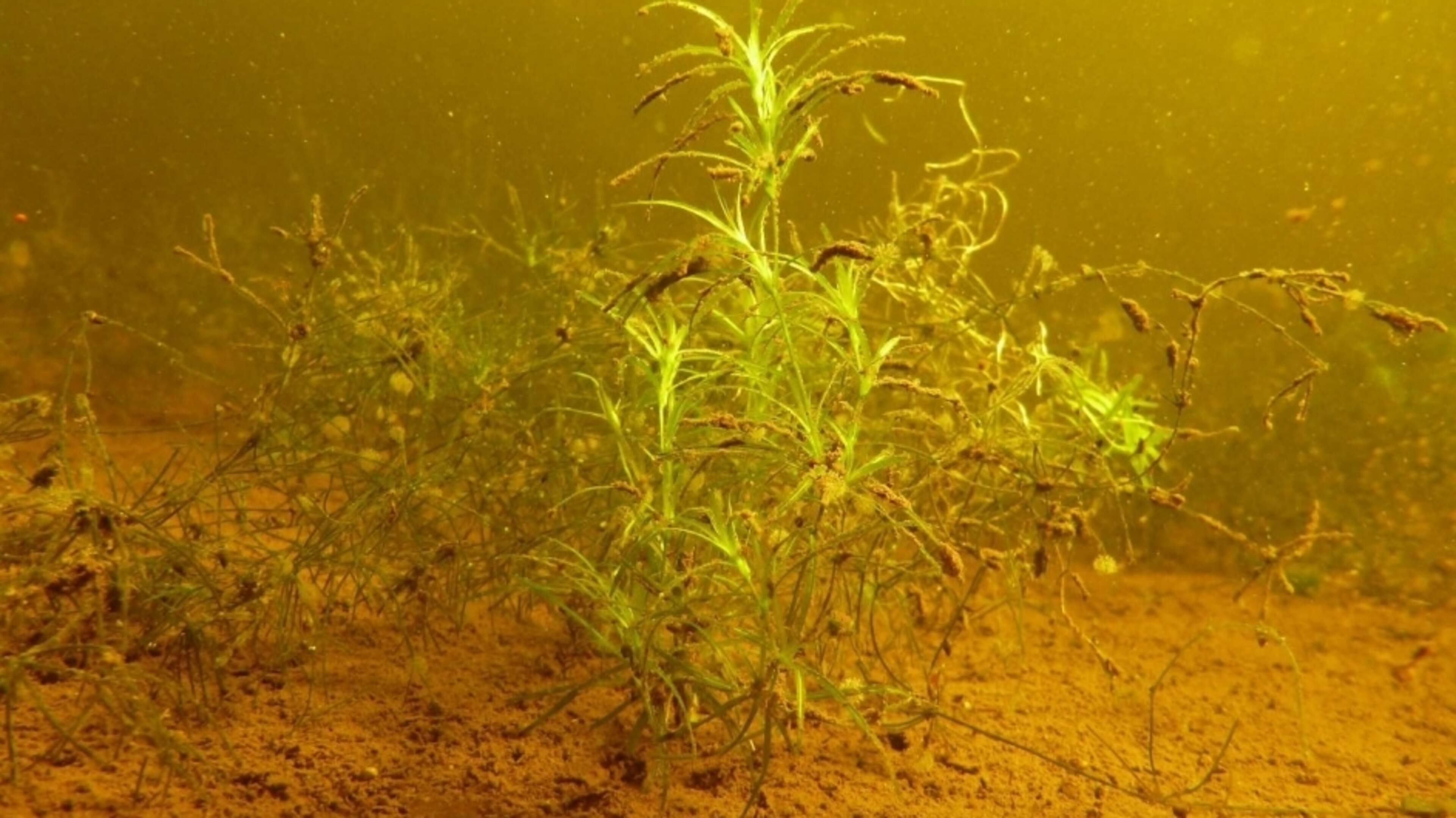 Kerry pilot attempts to save endangered plant which has not been seen for over 10 years